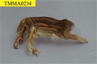 藏品(臺灣野豬)的圖片